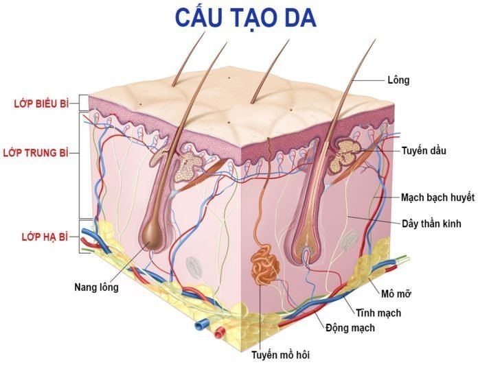 Tìm hiểu kiến thức tổng quan về cấu trúc da người